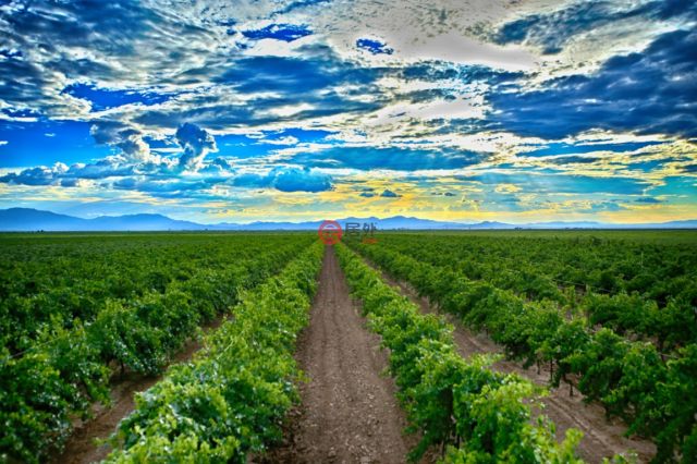 总占地31平方米的酒庄